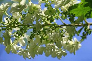 Eichenblättrige Hortensie Blüte