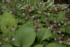 Hosta und Strochschnabel 