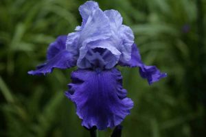 Iris 