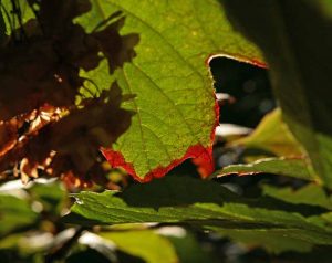 Eichenblättrige Hortensie Blatt