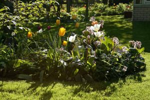 Frühling Bergenien Tulpen 