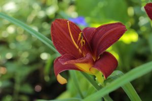 Taglilie Berlin Oxblood von Tamberg 